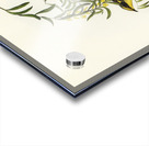 Yellow-tufted Honey-eater Ptilotis auricomis illustrated by Elizabeth Gould 1804–1841 for John Gould’s 1804-1881 Birds of Australia  Acrylic print