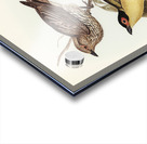 Yellow-bellied Sphecotheres Sphecotheres flaviventris illustrated by Elizabeth Gould 1804–1841 for John Gould’s 1804-1881 Birds of Australia  Acrylic print