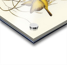 Yellow Honey-eater Ptilotis flava illustrated by Elizabeth Gould 1804–1841 for John Gould’s 1804-1881 Birds of Australia  Acrylic print