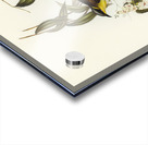 Wattle-cheeked Honey-eater Ptilotis cratitius illustrated by Elizabeth Gould 1804–1841 for John Gould’s 1804-1881 Birds of Australia  Acrylic print