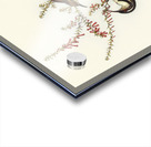 Tasmanian Honey-eater Meliphaga Australasiana illustrated by Elizabeth Gould 1804–1841 for John Gould’s 1804-1881 Birds of Australia  Acrylic print