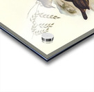 Sombre-coloured Sericornis Sericornis humilis illustrated by Elizabeth Gould 1804–1841 for John Gould’s 1804-1881 Birds of Australia  Acrylic print