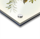 Grey-breasted Zosterops Zosterops tephropleurus illustrated by Elizabeth Gould 1804–1841 for John Gould’s 1804-1881 Birds of Australia  Acrylic print