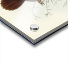 Rufous-headed Bristle-Bird Sphenura Broadbenti illustrated by Elizabeth Gould 1804–1841 for John Gould’s 1804-1881 Birds of Australia  Acrylic print