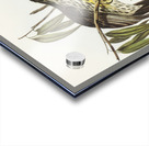 Graeat Wattled Honey-eater Anthochaera inauris illustrated by Elizabeth Gould 1804–1841 for John Gould’s 1804-1881 Birds of Australia  Acrylic print