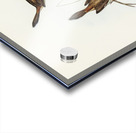 Red-rumped Wren ylacola pyrrhopygia illustrated by Elizabeth Gould 1804–1841 for John Gould’s 1804-1881 Birds of Australia  Acrylic print