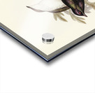 Shining starling Aplonis metallica illustrated by Elizabeth Gould 1804–1841 for John Gould’s 1804-1881 Birds of Australia  Acrylic print