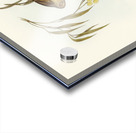 Red-throated Honey-eater Entomophila rufogularis illustrated by Elizabeth Gould 1804–1841 for John Gould’s 1804-1881 Birds of Australia  Acrylic print