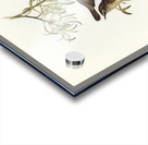 Allied Sericornis Ericornis osculans illustrated by Elizabeth Gould 1804–1841 for John Gould’s 1804-1881 Birds of Australia  Acrylic print