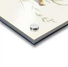 Exile Warbler Cysticola exilis illustrated by Elizabeth Gould 1804–1841 for John Gould’s 1804-1881 Birds of Australia  Acrylic print