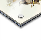 Fasciated Honey-eater Ptilotis fasciogularis illustrated by Elizabeth Gould 1804–1841 for John Gould’s 1804-1881 Birds of Australia  Acrylic print