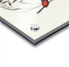 Black-headed Wren Malurus melanocephalus illustrated by Elizabeth Gould 1804–1841 for John Gould’s 1804-1881 Birds of Australia  Acrylic print