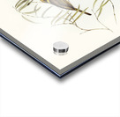 Graceful Honey-eater Ptilotis ornatus illustrated by Elizabeth Gould 1804–1841 for John Gould’s 1804-1881 Birds of Australia  Acrylic print