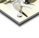 Warty-faced Honey-eater Zanthomyza Phrygia illustrated by Elizabeth Gould 1804–1841 for John Gould’s 1804-1881 Birds of Australia  Acrylic print