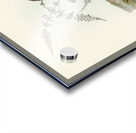 Rufescent Scrub-Bird Atrichia rufescens illustrated by Elizabeth Gould 1804–1841 for John Gould’s 1804-1881 Birds of Australia  Acrylic print