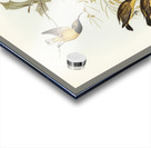 Australian Sun-bird Nectarinia australis illustrated by Elizabeth Gould 1804–1841 for John Gould’s 1804-1881 Birds of Australia  Acrylic print