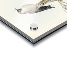 Black-faced Wood-Swallow Artamus melanops illustrated by Elizabeth Gould 1804–1841 for John Gould’s 1804-1881 Birds of Australia  Acrylic print