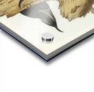 Rifle Bird Ptiloris paradiseus illustrated by Elizabeth Gould 1804–1841 for John Gould’s 1804-1881 Birds of Australia  Acrylic print