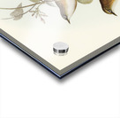 White-breasted Zosterops Zosterops albogularis illustrated by Elizabeth Gould 1804–1841 for John Gould’s 1804-1881 Birds of Australia  Acrylic print