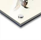 White-breasted Zosterops Zosterops albogularis illustrated by Elizabeth Gould 1804–1841 for John Gould’s 1804-1881 Birds of Australia  Acrylic print