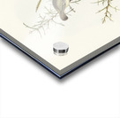 Spotted Sericornis Sericornis maculatus illustrated by Elizabeth Gould 1804–1841 for John Gould’s 1804-1881 Birds of Australia  Acrylic print