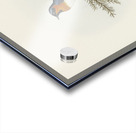 White-bellied Flycatcher Monarcha albiventris illustrated by Elizabeth Gould 1804–1841 for John Gould’s 1804-1881 Birds of Australia  Acrylic print