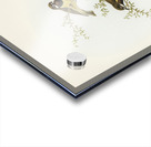 Masked Gerygone Gerygone personata illustrated by Elizabeth Gould 1804–1841 for John Gould’s 1804-1881 Birds of Australia  Acrylic print