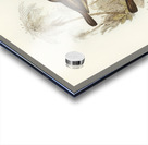 Yellow-throated Sericornis Sericornis citreogularis illustrated by Elizabeth Gould 1804–1841 for John Gould’s 1804-1881 Birds of Australia  Acrylic print