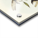 Black-backed Tree-Creeper Climacteris melanotus illustrated by Elizabeth Gould 1804–1841 for John Gould’s 1804-1881 Birds of Australia  Acrylic print