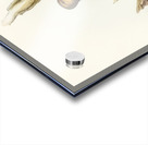 Rufous Tree-Creeper Climacteris rufa illustrated by Elizabeth Gould 1804–1841 for John Gould’s 1804-1881 Birds of Australia  Acrylic print