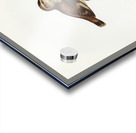 Brown Tree-Creeper Climacteris scandens illustrated by Elizabeth Gould 1804–1841 for John Gould’s 1804-1881 Birds of Australia  Acrylic print