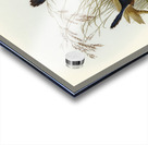 Fawn-breasted Superb Warbler Malurus hypoleucus illustrated by Elizabeth Gould 1804–1841 for John Gould’s 1804-1881 Birds of Australia  Acrylic print