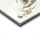 Red-eyebrowed Tree-Creeper Climacteris crythrops illustrated by Elizabeth Gould 1804–1841 for John Gould’s 1804-1881 Birds of Australia  Acrylic print