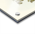 White-throated Honey-eater Entomophila albogularis illustrated by Elizabeth Gould 1804–1841 for John Gould’s 1804-1881 Birds of Australia  Acrylic print