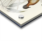 Albert Lyre-Bird Menura Alberti illustrated by Elizabeth Gould 1804–1841 for John Gould’s 1804-1881 Birds of Australia  Acrylic print