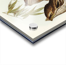 Marbled Podargus Podargus marmoratus illustrated by Elizabeth Gould 1804–1841 for John Gould’s 1804-1881 Birds of Australia  Acrylic print