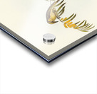 Plumed Honey-eater Ptilotis plumulus illustrated by Elizabeth Gould 1804–1841 for John Gould’s 1804-1881 Birds of Australia  Acrylic print