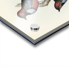 Macklot&39s Pitta Pitta Mackloti illustrated by Elizabeth Gould 1804–1841 for John Gould’s 1804-1881 Birds of Australia  Acrylic print