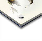 Cockerells Honey-eater Ptilotis Cockerelli illustrated by Elizabeth Gould 1804–1841 for John Gould’s 1804-1881 Birds of Australia  Acrylic print