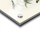 Cockerells Honey-eater Ptilotis Cockerelli illustrated by Elizabeth Gould 1804–1841 for John Gould’s 1804-1881 Birds of Australia  Acrylic print