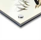 Kaups Flycatcher Arses Kaupi illustrated by Elizabeth Gould 1804–1841 for John Gould’s 1804-1881 Birds of Australia  Acrylic print