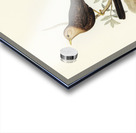 Grey-headed Blackbird Merula poliocephala illustrated by Elizabeth Gould 1804–1841 for John Gould’s 1804-1881 Birds of Australia  Acrylic print