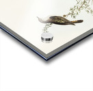 Shining Cuckoo Chrysococcyx lucidus illustrated by Elizabeth Gould 1804–1841 for John Gould’s 1804-1881 Birds of Australia  Acrylic print