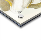 Crested Cockatoo Cacatua galerita illustrated by Elizabeth Gould 1804–1841 for John Gould’s 1804-1881 Birds of Australia  Acrylic print