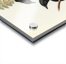 Keraudrens Crow-Shrike Manucodia Keraudreni illustrated by Elizabeth Gould 1804–1841 for John Gould’s 1804-1881 Birds of Australia  Acrylic print