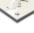 Large-billed Sericornis Sericornis magnirostris illustrated by Elizabeth Gould 1804–1841 for John Gould’s 1804-1881 Birds of Australia  Acrylic print