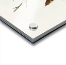 Large-billed Sericornis Sericornis magnirostris illustrated by Elizabeth Gould 1804–1841 for John Gould’s 1804-1881 Birds of Australia  Acrylic print