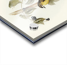 Large-headed Robin Eopsaltria capito illustrated by Elizabeth Gould 1804–1841 for John Gould’s 1804-1881 Birds of Australia  Acrylic print