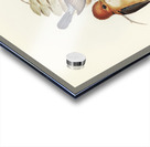 Yellow-billed Kingfisher Halcyon flavirostris illustrated by Elizabeth Gould 1804–1841 for John Gould’s 1804-1881 Birds of Australia  Acrylic print