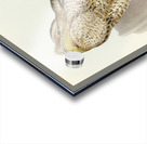 Papuan Podargus Podargus Papuensis illustrated by Elizabeth Gould 1804–1841 for John Gould’s 1804-1881 Birds of Australia  Acrylic print